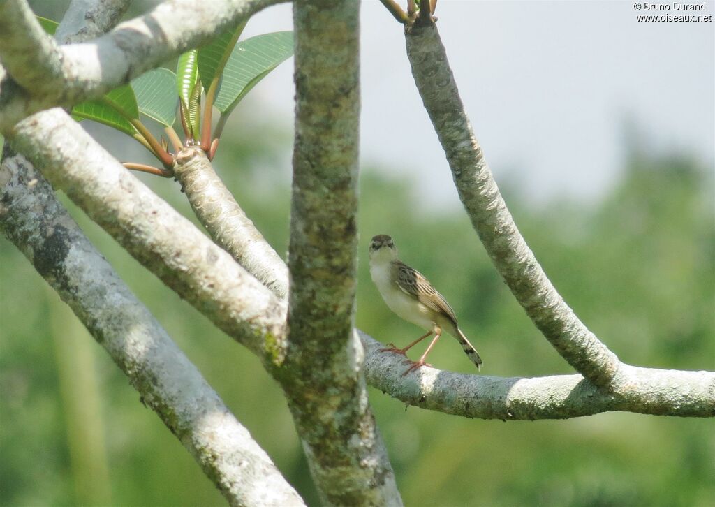 Zitting Cisticolaadult, identification, Behaviour