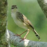 Zitting Cisticola