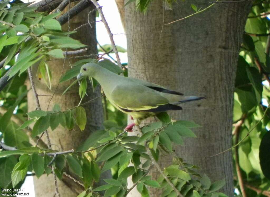 Colombar giouanne femelle adulte, identification