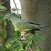 Pink-necked Green Pigeon