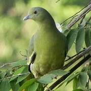 Pink-necked Green Pigeon