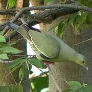 Pink-necked Green Pigeon