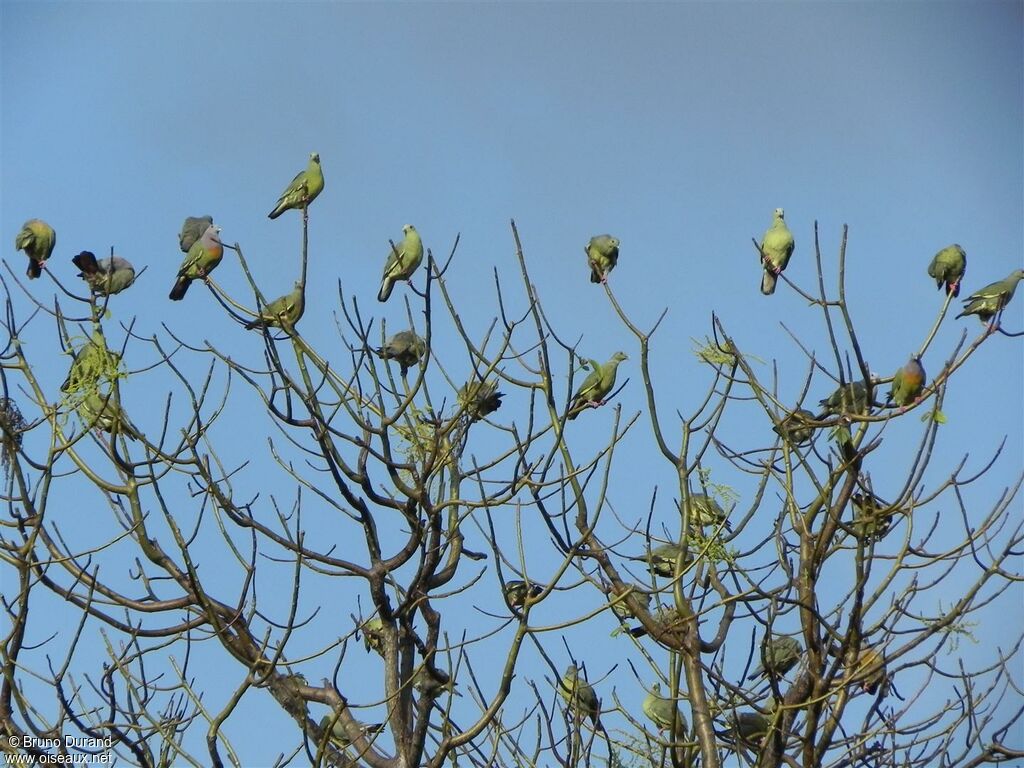 Pink-necked Green Pigeon, Behaviour