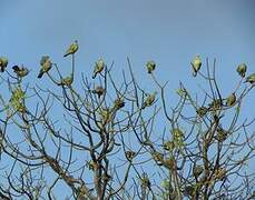 Pink-necked Green Pigeon