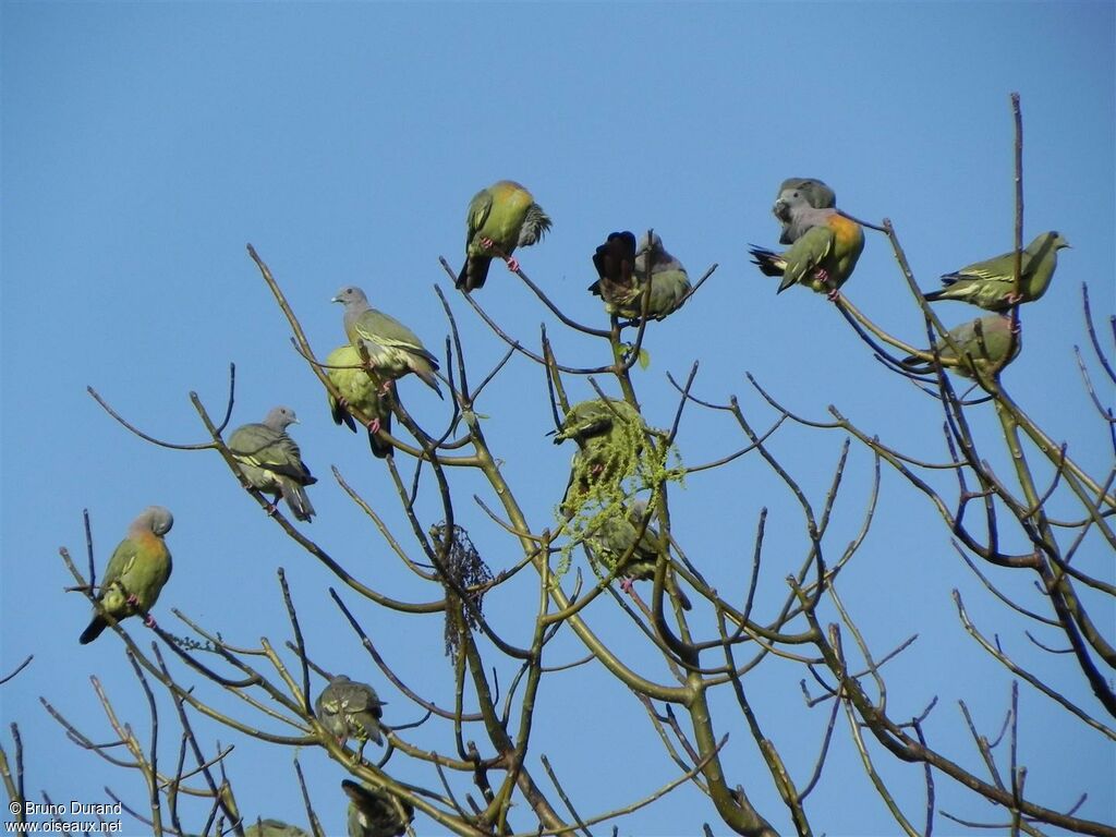 Pink-necked Green Pigeon, Behaviour