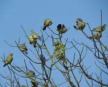 Pink-necked Green Pigeon