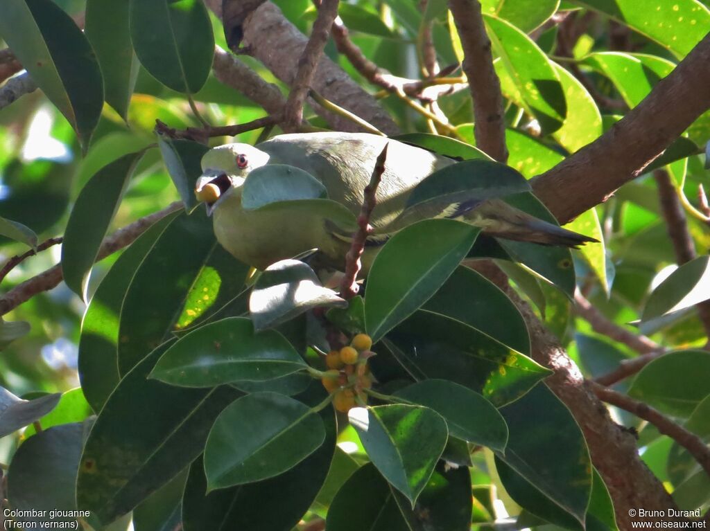 Pink-necked Green Pigeon female adult, identification, feeding habits, Behaviour