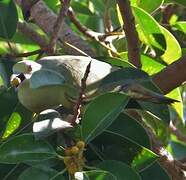 Pink-necked Green Pigeon