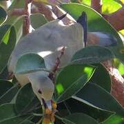 Pink-necked Green Pigeon