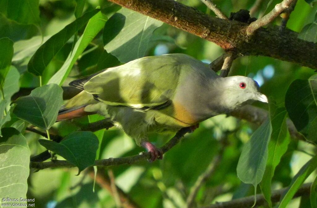 Pink-necked Green Pigeon male adult, identification