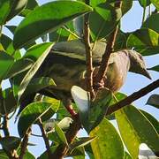 Pink-necked Green Pigeon