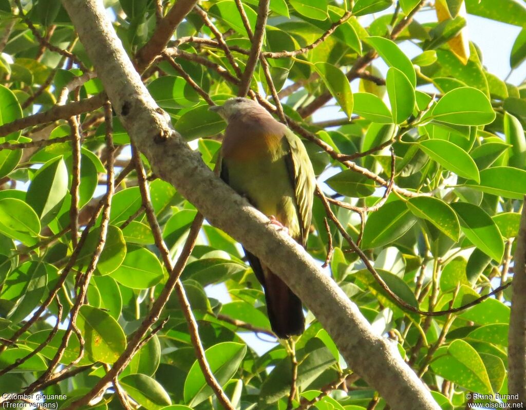 Colombar giouanne mâle adulte, identification