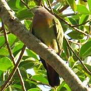 Pink-necked Green Pigeon