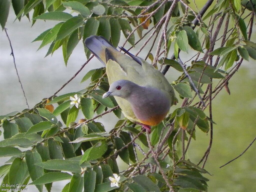 Pink-necked Green Pigeon male adult, identification