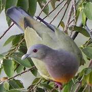 Pink-necked Green Pigeon