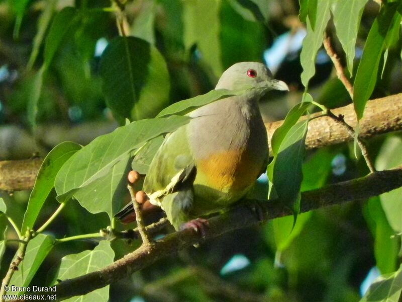Pink-necked Green Pigeon male adult, identification