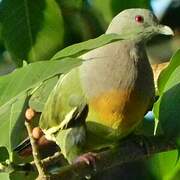 Pink-necked Green Pigeon