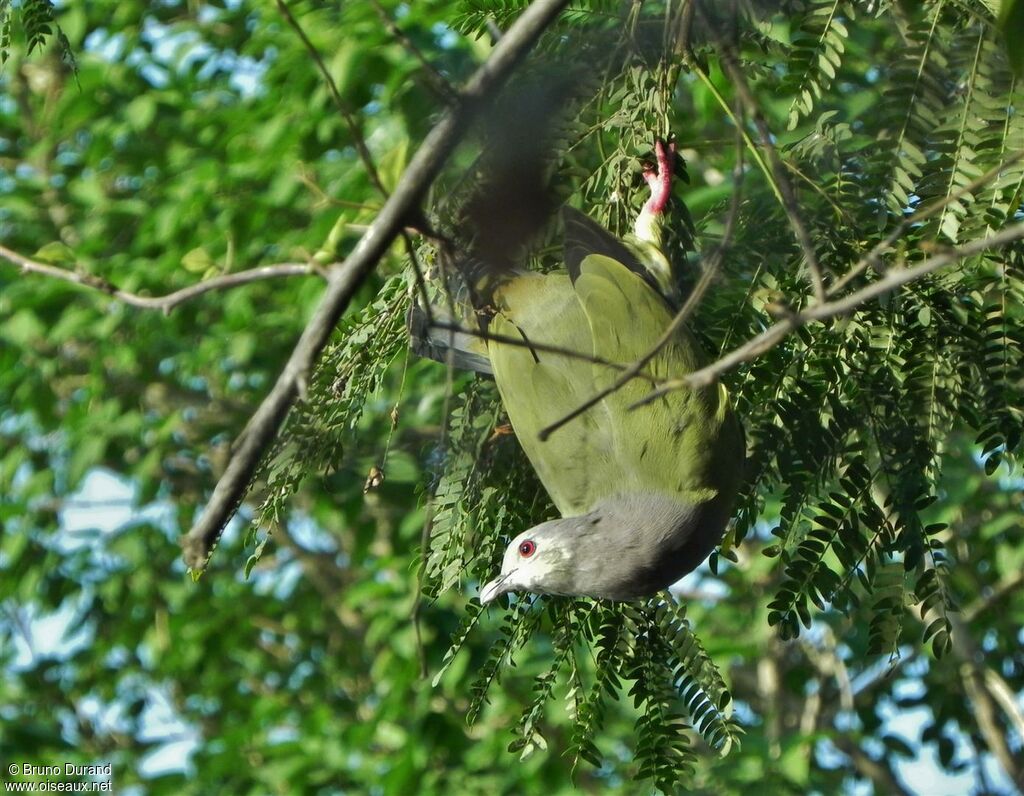 Pink-necked Green Pigeon male adult, Behaviour