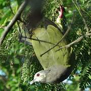 Pink-necked Green Pigeon