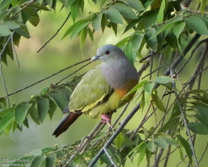 Pink-necked Green Pigeon male adult