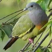 Pink-necked Green Pigeon