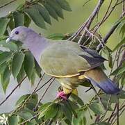 Pink-necked Green Pigeon