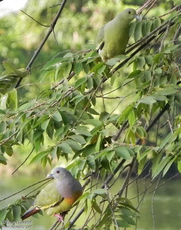 Pink-necked Green Pigeon adult, identification