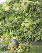 Pink-necked Green Pigeon