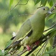 Pink-necked Green Pigeon