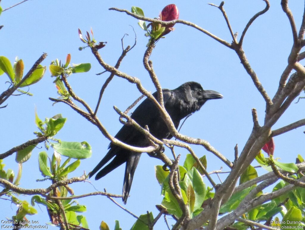 Large-billed Crow, identification