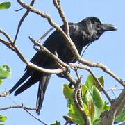 Large-billed Crow