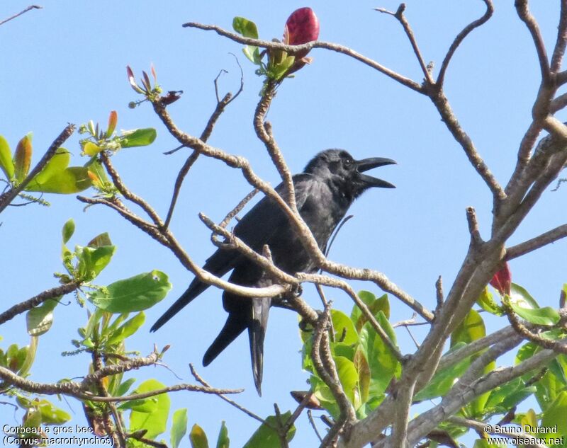 Large-billed Crow, identification, song, Behaviour
