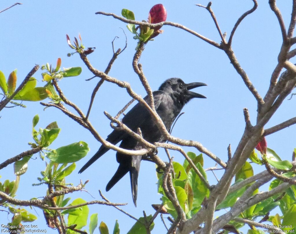 Corbeau à gros bec, identification, chant, Comportement