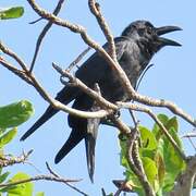 Large-billed Crow