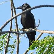 Large-billed Crow