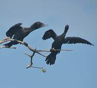 Little Black Cormorant