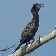 Little Black Cormorant