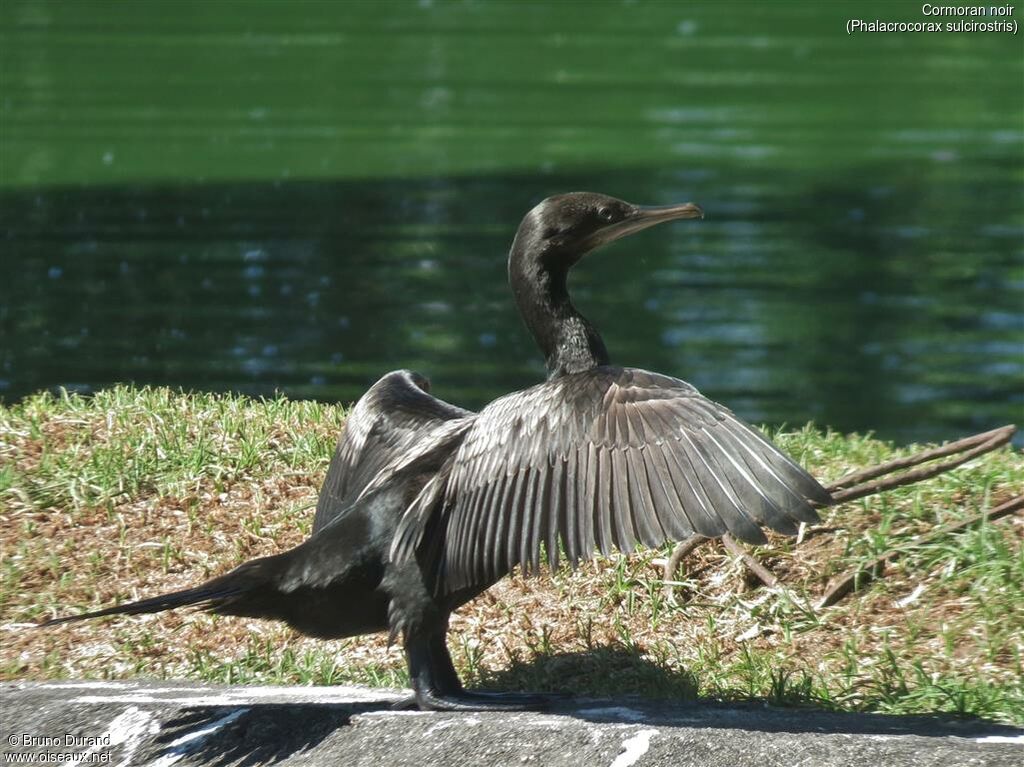 Little Black Cormorantadult, identification, Behaviour