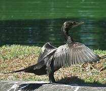 Little Black Cormorant