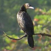 Little Black Cormorant