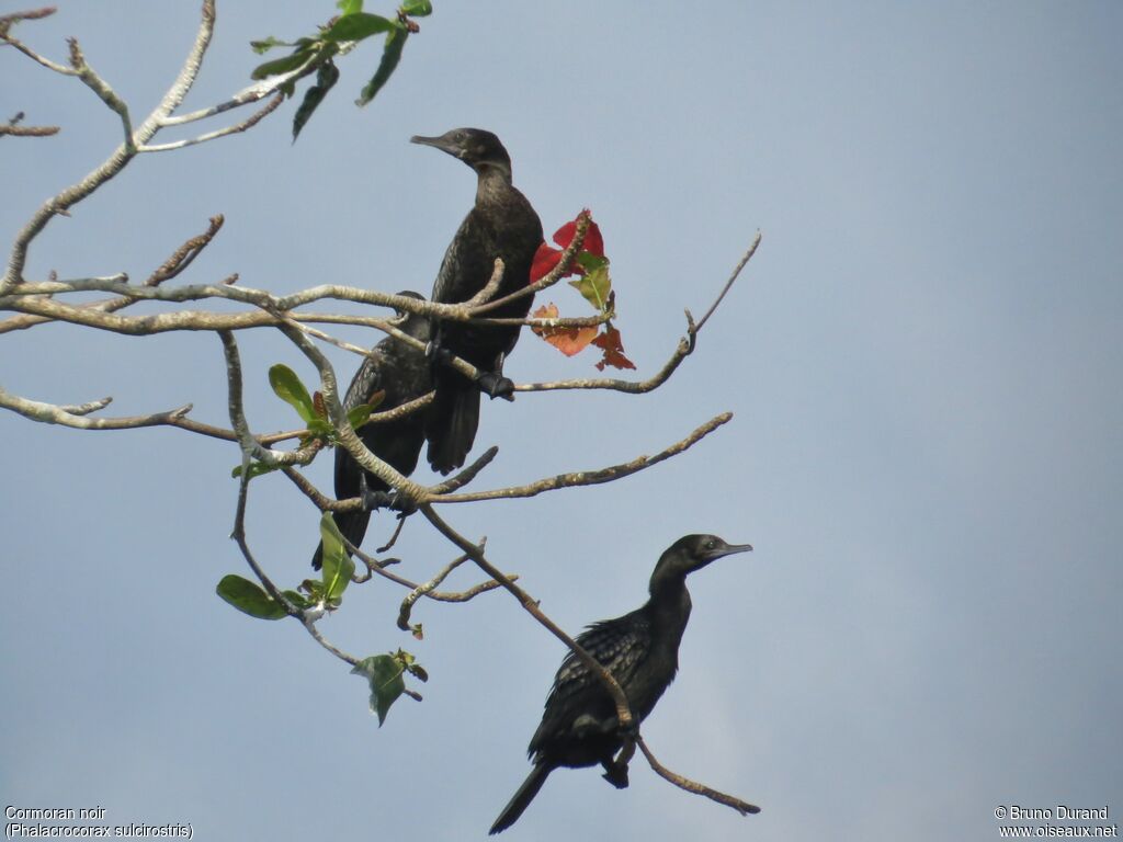 Little Black Cormorantadult, identification, Behaviour