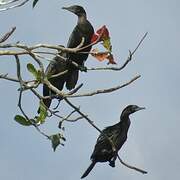 Little Black Cormorant