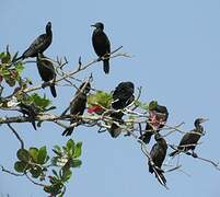 Little Black Cormorant