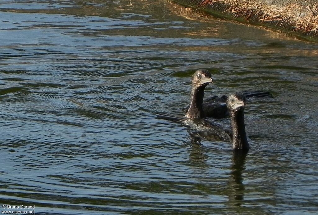 Little Black Cormorant, identification, Behaviour