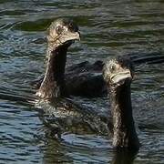 Little Black Cormorant