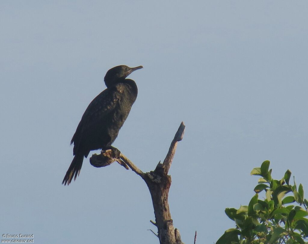 Little Black Cormorantadult, identification