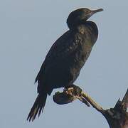 Little Black Cormorant