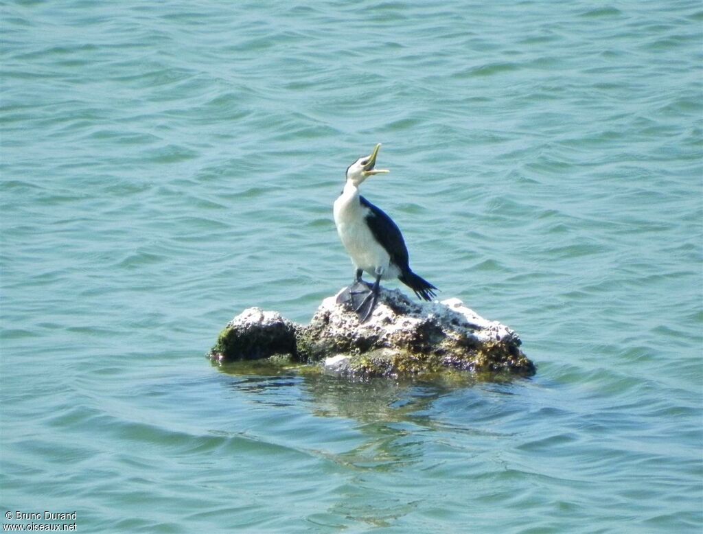 Little Pied Cormorantadult, Behaviour