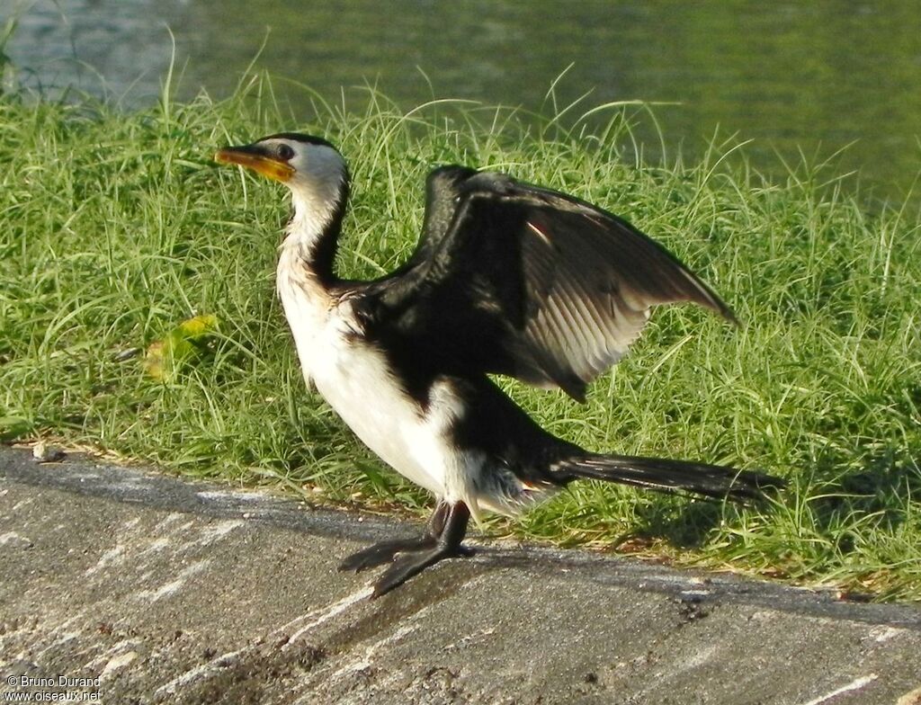 Little Pied Cormorantadult, identification, Behaviour