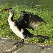 Little Pied Cormorant